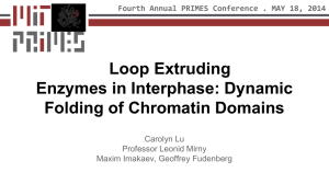 Loop Extruding Enzymes in Interphase: Dynamic Folding of Chromatin Domains Carolyn Lu