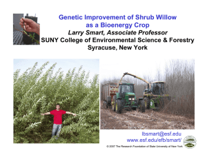 Genetic Improvement of Shrub Willow as a Bioenergy Crop