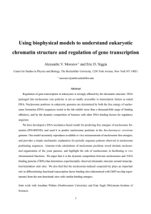 Using biophysical models to understand eukaryotic