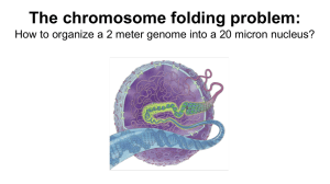 The chromosome folding problem: