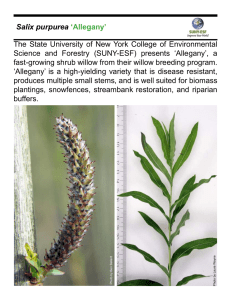 The State University of New York College of Environmental Salix purpurea ‘Allegany’