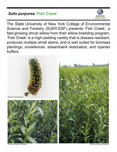 The State University of New York College of Environmental Salix purpurea