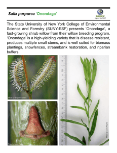 The State University of New York College of Environmental Salix purpurea ‘Onondaga’