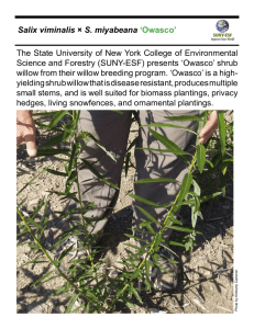 The State University of New York College of Environmental Salix viminalis ‘Owasco’