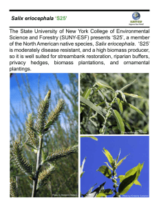 The State University of New York College of Environmental Salix eriocephala ‘S25’