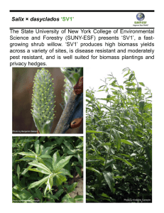The State University of New York College of Environmental Salix ‘SV1’