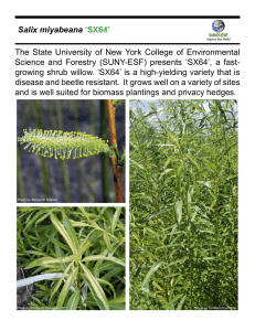 The State University of New York College of Environmental Salix miyabeana ‘SX64’