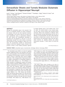 Extracellular Sheets and Tunnels Modulate Glutamate Diffusion in Hippocampal Neuropil