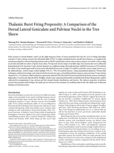 Thalamic Burst Firing Propensity: A Comparison of the