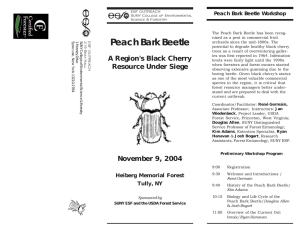 Peach Bark Beetle Peach Bark Beetle Workshop