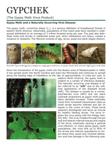 GYPCHEK (The Gypsy Moth Virus Product)