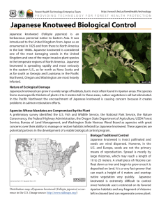 Japanese Knotweed Biological Control