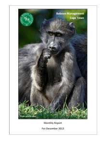Baboon Management Cape Town Monthly Report For December 2013
