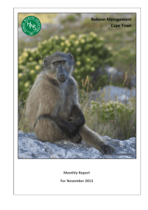 Baboon Management Cape Town  Monthly Report