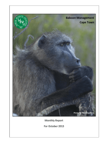 Baboon Management Cape Town Monthly Report For October 2013