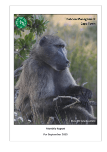 Baboon Management Cape Town Monthly Report For September 2013