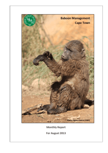 Baboon Management Cape Town Monthly Report For August 2013