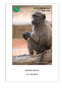 Monthly Report For July 2013  Baboon Management