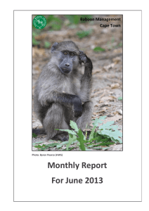 Monthly Report For June 2013 Baboon Management Cape Town