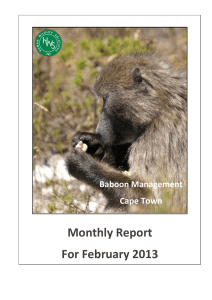 Monthly Report For February 2013 Baboon Management Cape Town