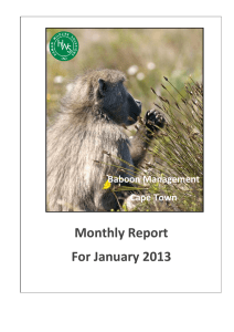 Monthly Report For January 2013 Baboon Management Cape Town