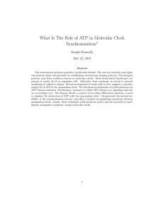 What Is The Role of ATP in Molecular Clock Synchronization? Joseph Donnelly