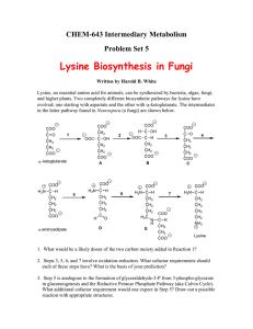 Lysine Biosynthesis in Fungi CHEM-643 Intermediary Metabolism Problem Set 5