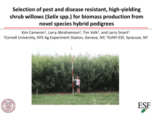 Selection of pest and disease resistant, high-yielding Salix novel species hybrid pedigrees