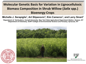 Molecular Genetic Basis for Variation in Lignocellulosic Salix Bioenergy Crops Michelle J. Serapiglia