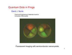 Quantum Dots in Frogs David J. Norris Fluorescent imaging with semiconductor nanocrystals