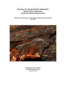 Inventory for Oregon Slender Salamander, on the Mt. Hood National Forest Batrachoseps
