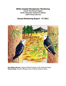 White-headed Woodpecker Monitoring  Annual Monitoring Report - FY 2011