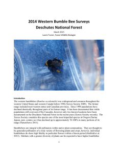 2014 Western Bumble Bee Surveys  Deschutes National Forest 