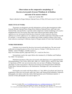 Observations on the comparative morphology of Boechera horizontalis