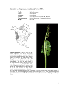 Botrychium  Ophioglossaceae Dainty Moonwort, Crenulate Moonwort