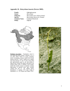 Botrychium  Ophioglossaceae Common Moonwort