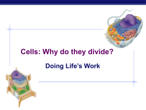 Cells: Why do they divide? Doing Life’s Work
