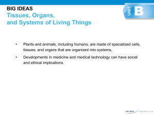 B Tissues, Organs, and Systems of Living Things BIG IDEAS