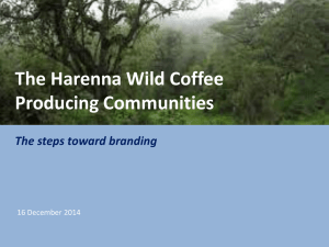 The Harenna Wild Coffee Producing Communities The steps toward branding 16 December 2014