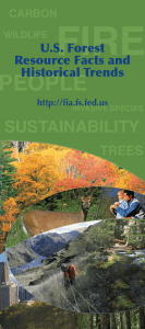 FIRE PEOPLE SUSTAINABILITY TREES