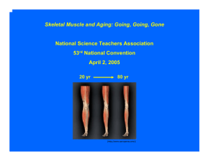 Skeletal Muscle and Aging: Going, Going, Gone National Science Teachers Association 53