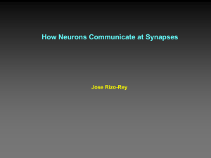 How Neurons Communicate at Synapses Jose Rizo-Rey