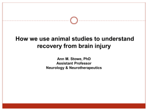 How we use animal studies to understand recovery from brain injury