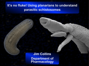 It’s no fluke! Using planarians to understand parasitic schistosomes Department of Pharmacology