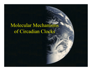 Molecular Mechanisms of Circadian Clocks