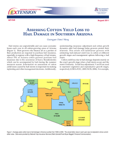 Assessing Cotton Yield Loss to Hail Damage in Southern Arizona