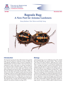 Bagrada Bug:  A New Pest for Arizona Gardeners