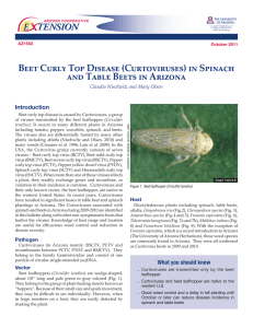 Beet Curly Top Disease (Curtoviruses) in Spinach Introduction