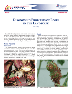 Diagnosing Problems of Roses in the Landscape E    TENSION Aphids
