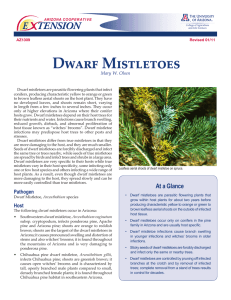 Dwarf Mistletoes E    TENSION